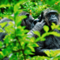 Loro Parque